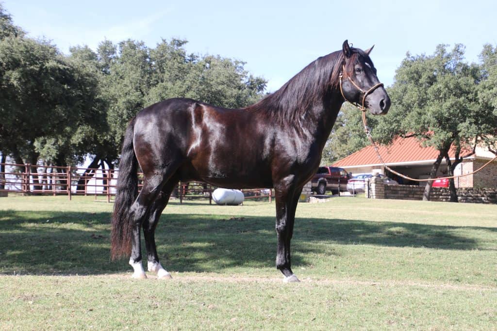 RCM (PE) Amistad Pecan Valley Ranch