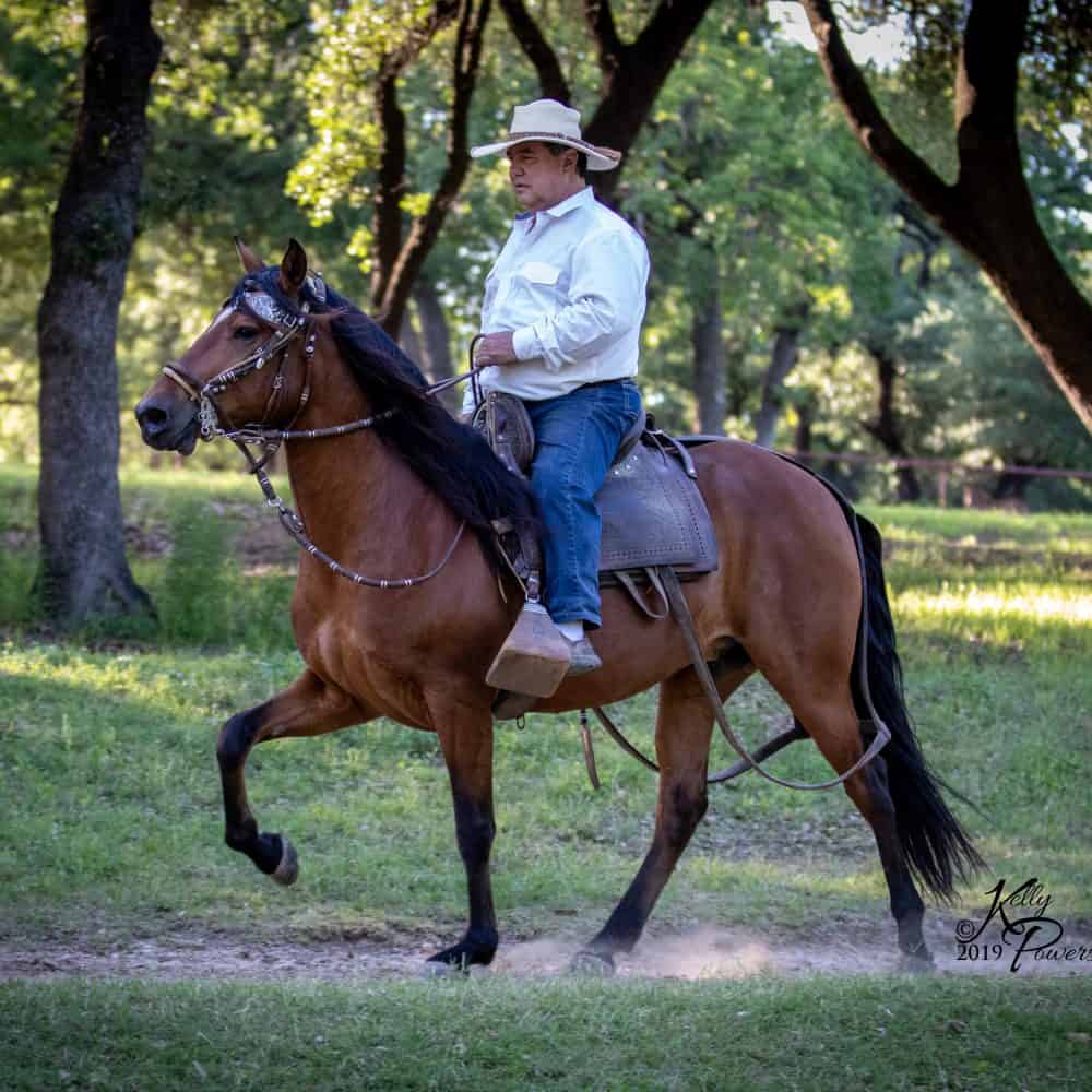 Horses for Sale Pecan Valley Ranch