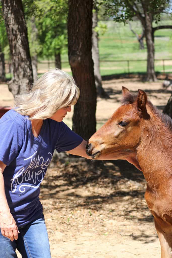 Pecan Valley Ranch Peruvian Horses Weatherford, Texas