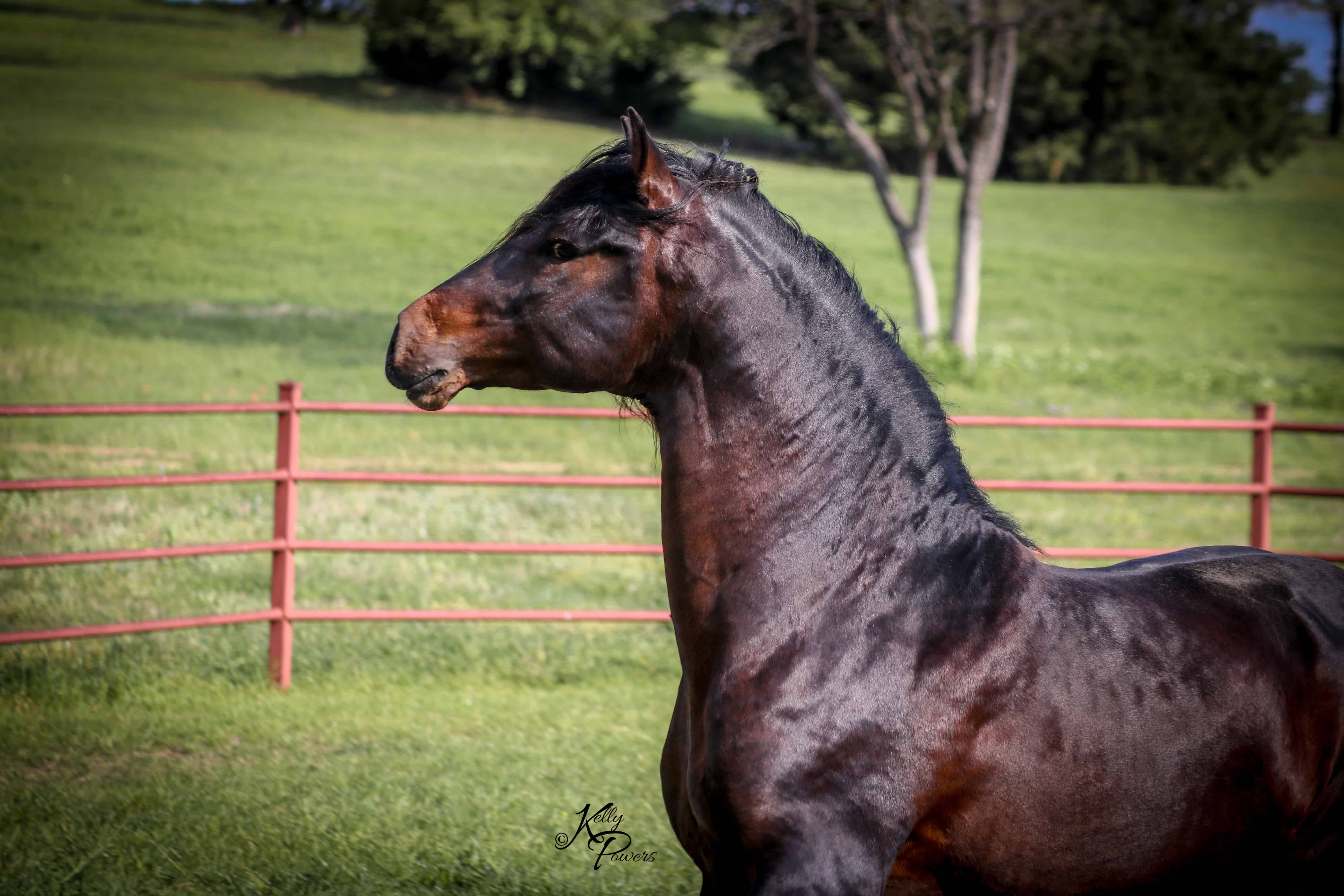 Stallions Hengstebig Valley Ranch