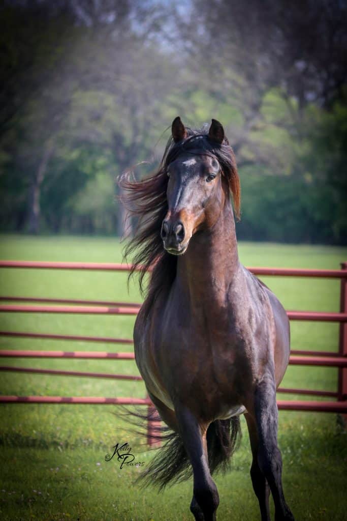 Pecan Valley Ranch Peruvian Horses Weatherford, Texas